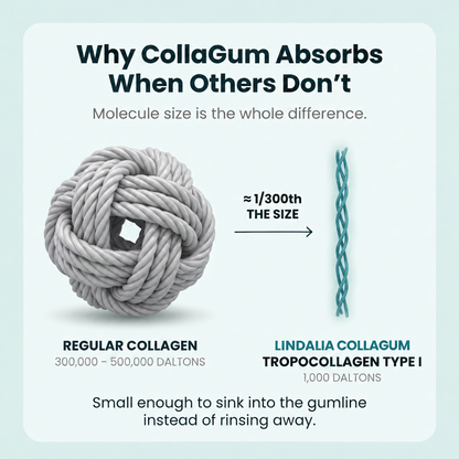 Lindalia CollaGum Gum Rebuild Collagen Powder